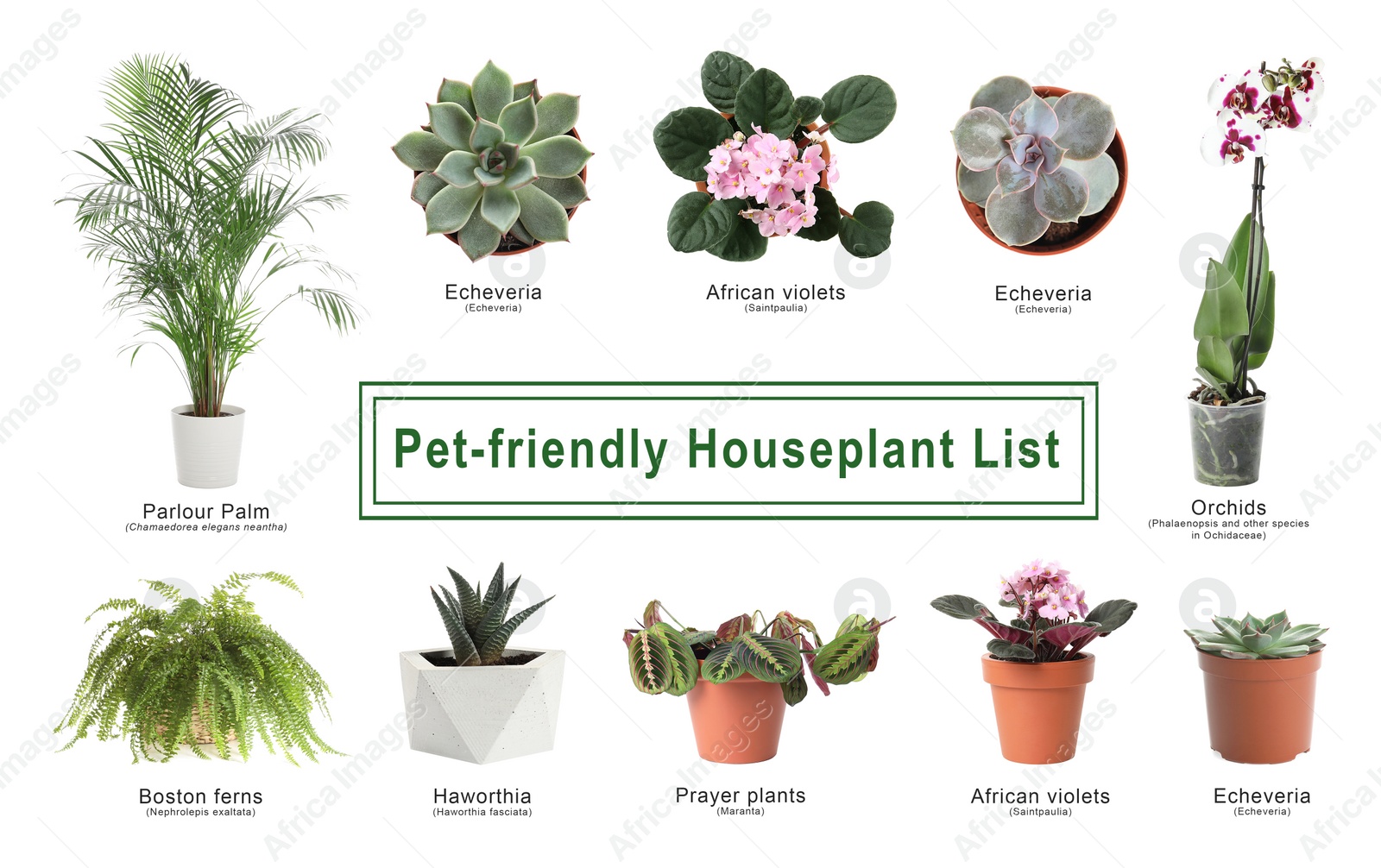 Image of List of pet-friendly houseplants on white background