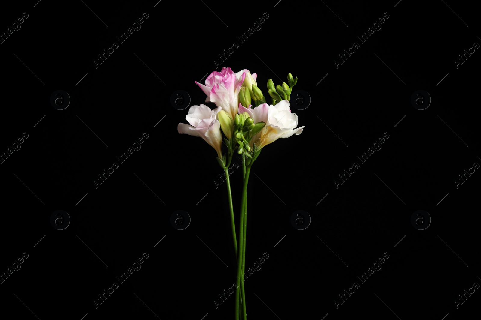 Photo of Beautiful bright freesia flowers on black background