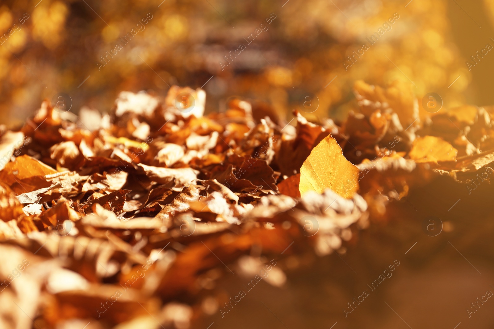 Photo of Ground covered with fallen leaves on sunny autumn day