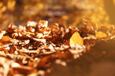 Ground covered with fallen leaves on sunny autumn day