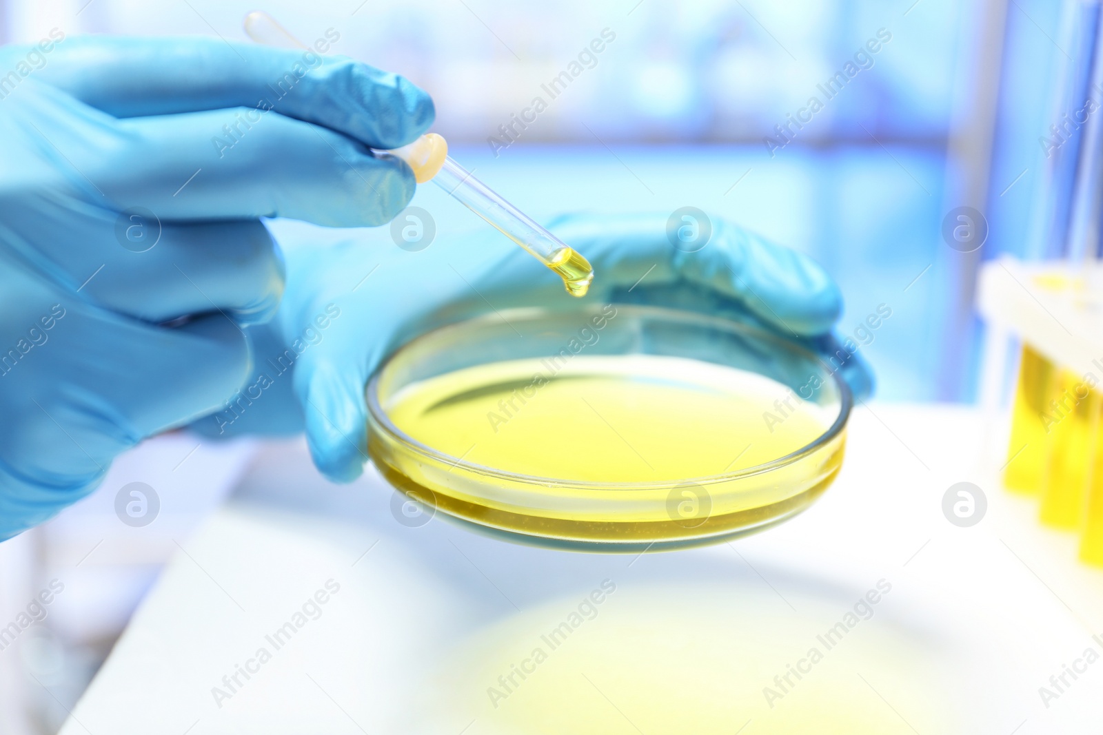 Photo of Laboratory assistant dripping urine sample for analysis from pipette into petri dish, closeup