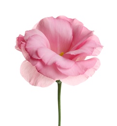 Photo of Beautiful Eustoma flower on white background