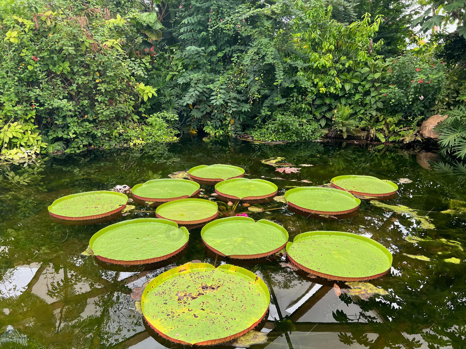 Photo of Rotterdam, Netherlands - August 27, 2022: Pond with beautiful Queen Victoria's water lily leaves