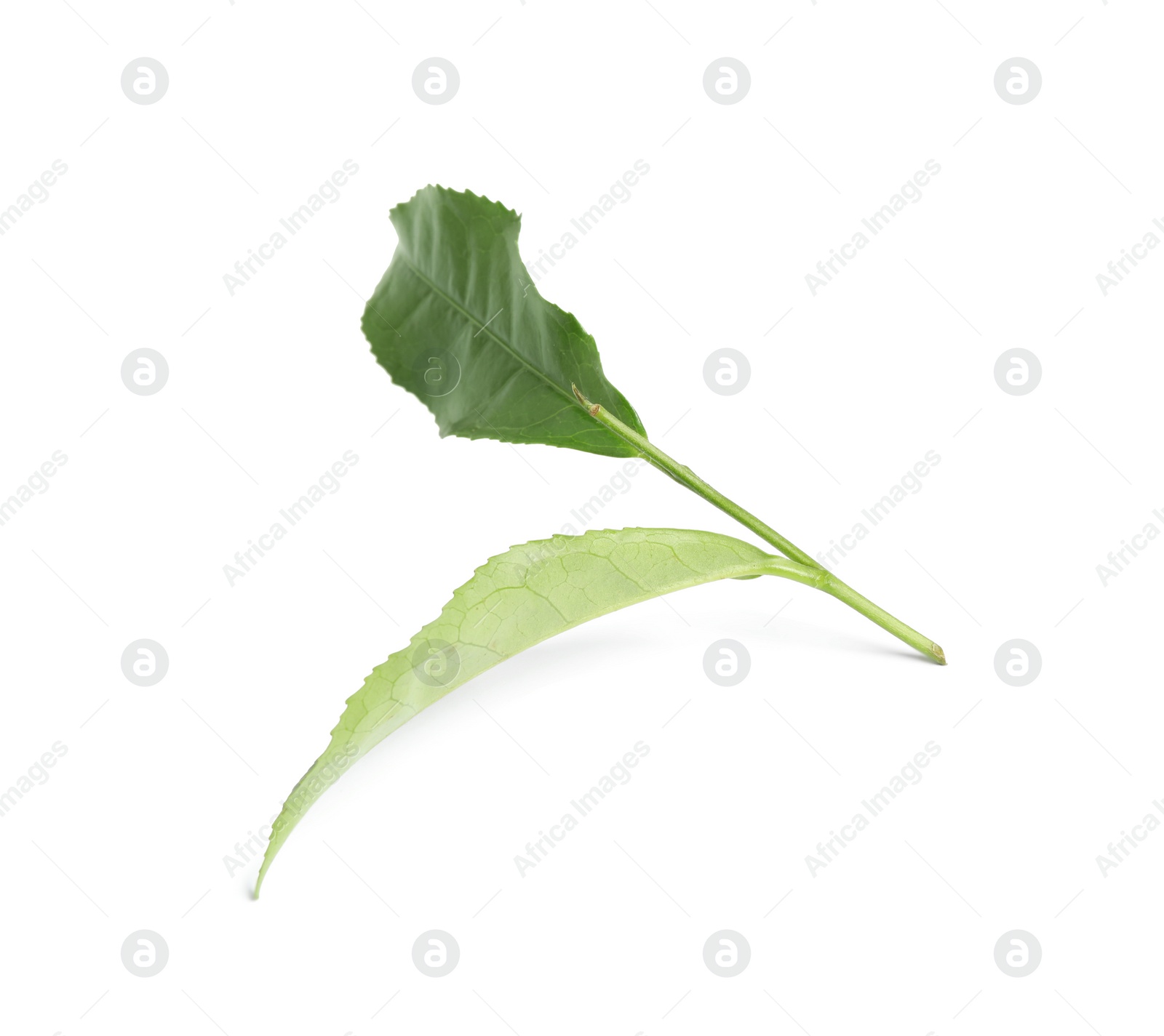 Photo of Green leaves of tea plant isolated on white