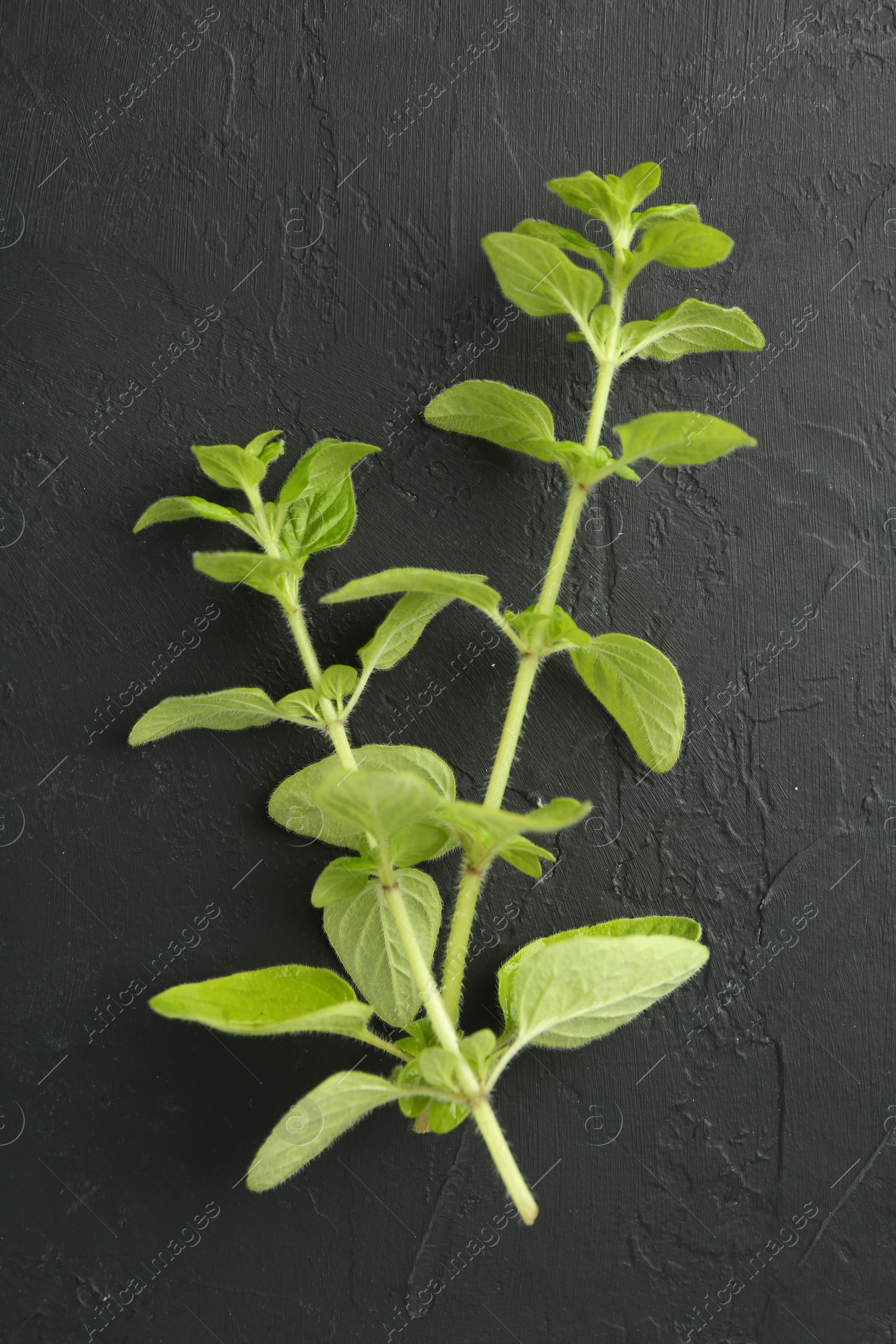 Photo of Sprigs of fresh green oregano on dark gray textured table, top view