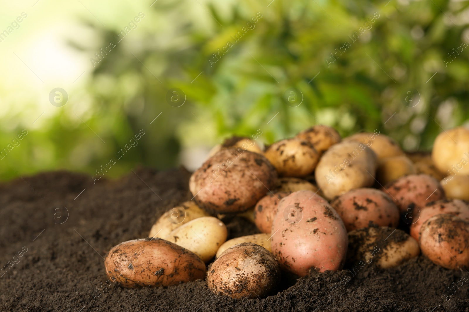 Photo of Pile of fresh organic potatoes on soil