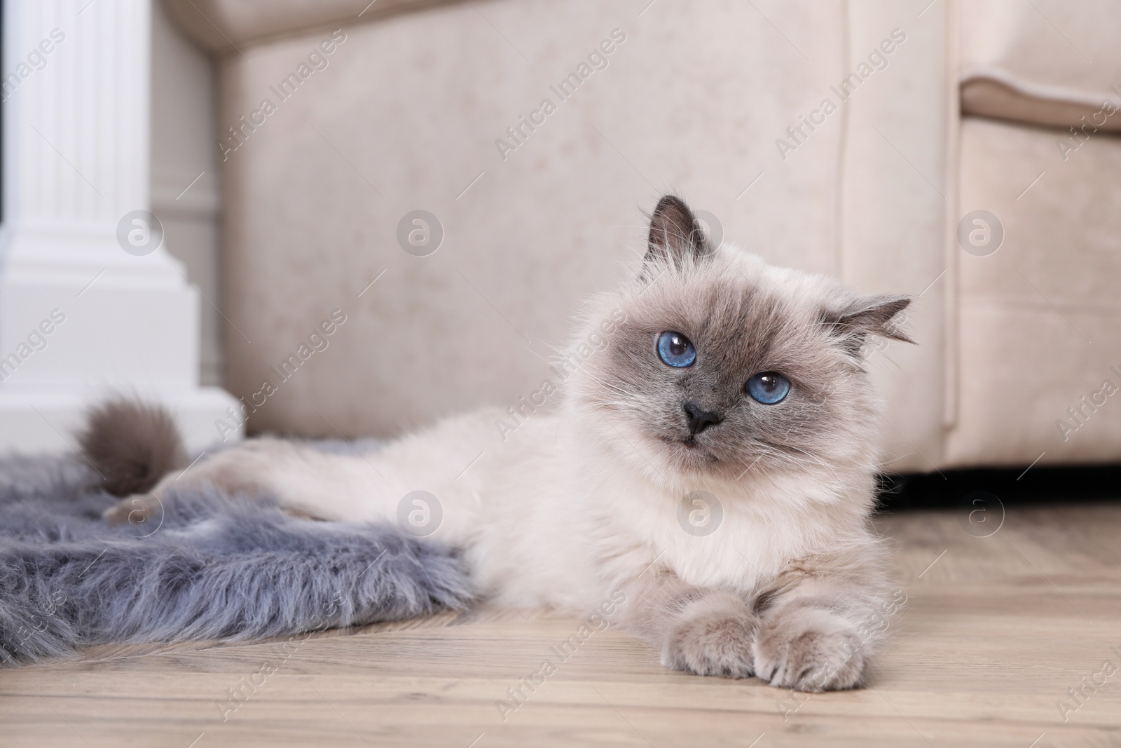 Photo of Beautiful fluffy cat lying on warm floor in room. Heating system