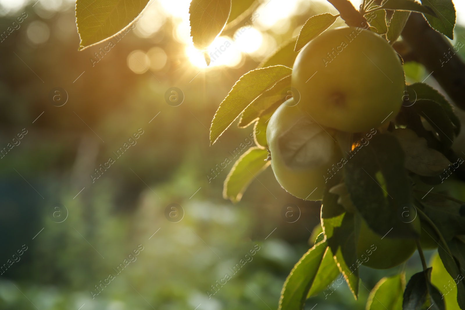 Photo of Ripe apples on tree branch in garden. Space for text