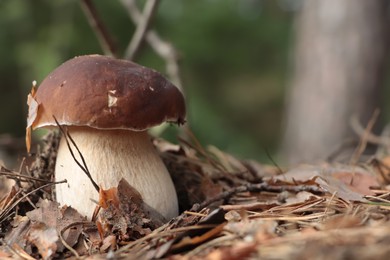 Beautiful porcini mushroom growing in forest on autumn day, space for text