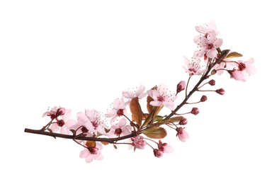 Sakura tree branch with beautiful pink blossoms isolated on white