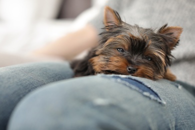 Photo of Woman with her cute Yorkshire terrier puppy on blurred background, closeup. Happy dog