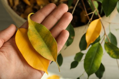 Photo of Woman with fallen yellow leaves near houseplant, closeup. Space for text