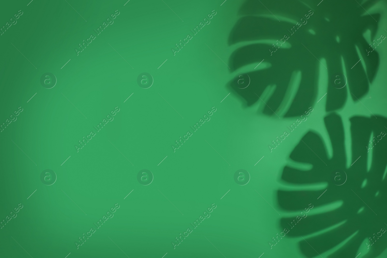 Photo of Shadow of monstera leaves on green background, space for text