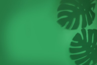 Shadow of monstera leaves on green background, space for text