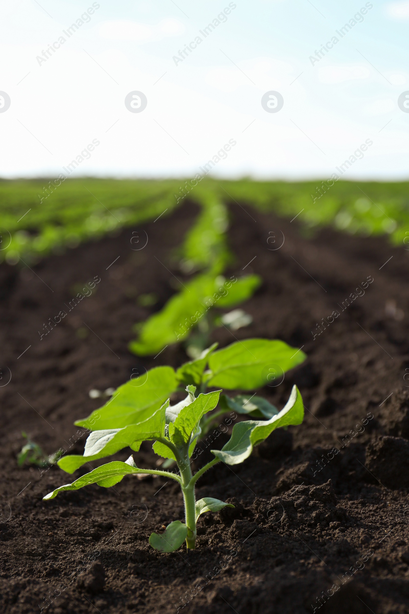 Photo of Field with young sunflower seedling in soil, closeup