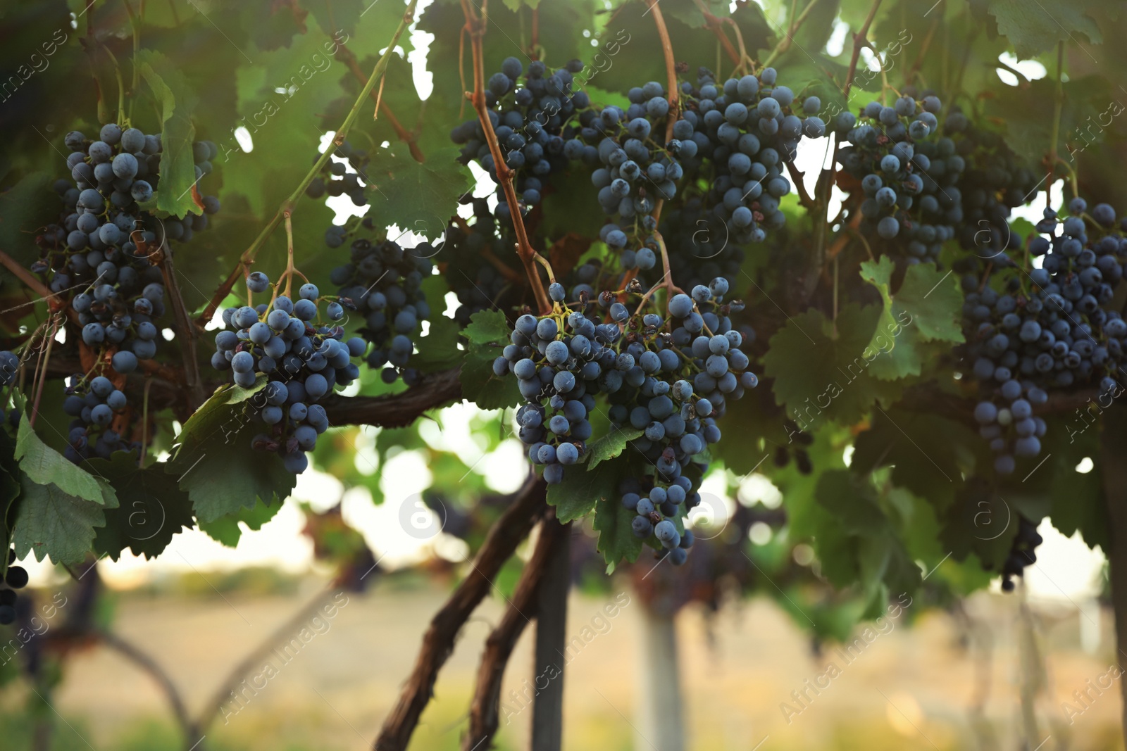 Photo of Delicious ripe grapes in vineyard. Harvest season