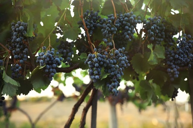 Delicious ripe grapes in vineyard. Harvest season