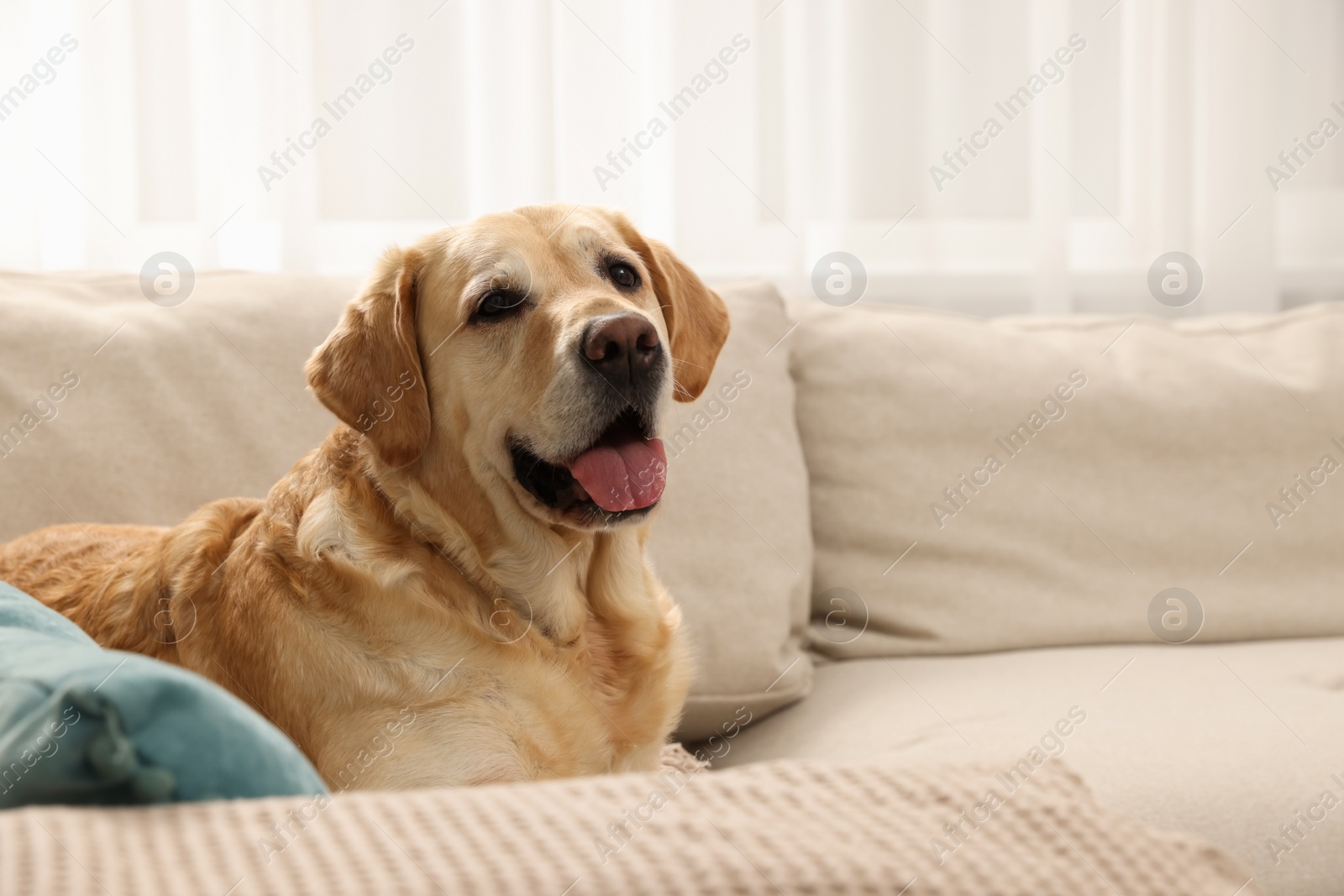 Photo of Cute Golden Labrador Retriever on couch in living room