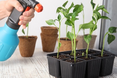 Photo of Woman spraying vegetable seedlings on wooden window sill, closeup