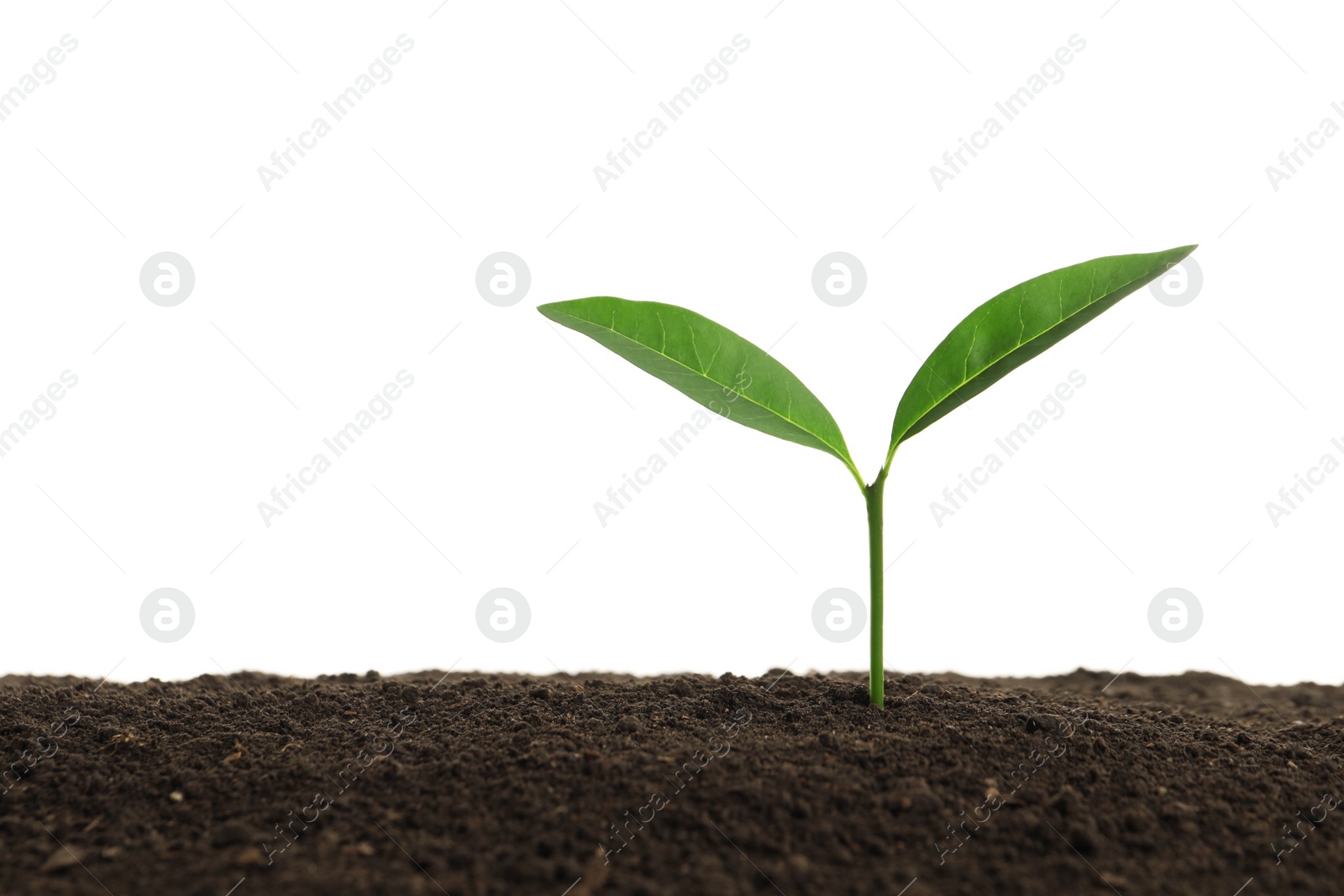 Photo of Young plant in fertile soil on white background, space for text. Gardening time