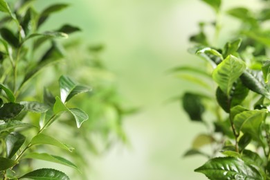 Photo of Green leaves of tea plant on blurred background. Space for text