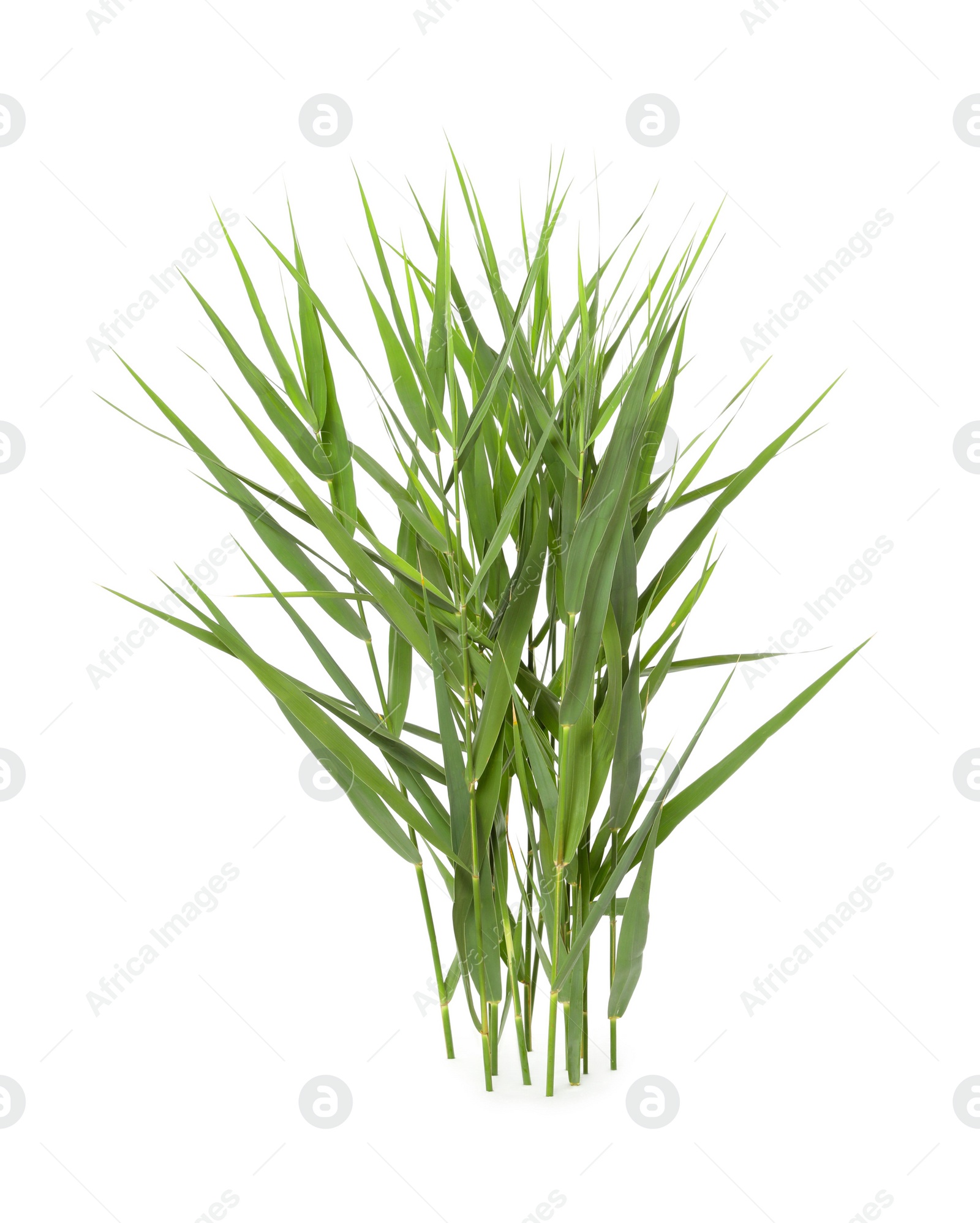 Photo of Beautiful reeds with lush green leaves on white background