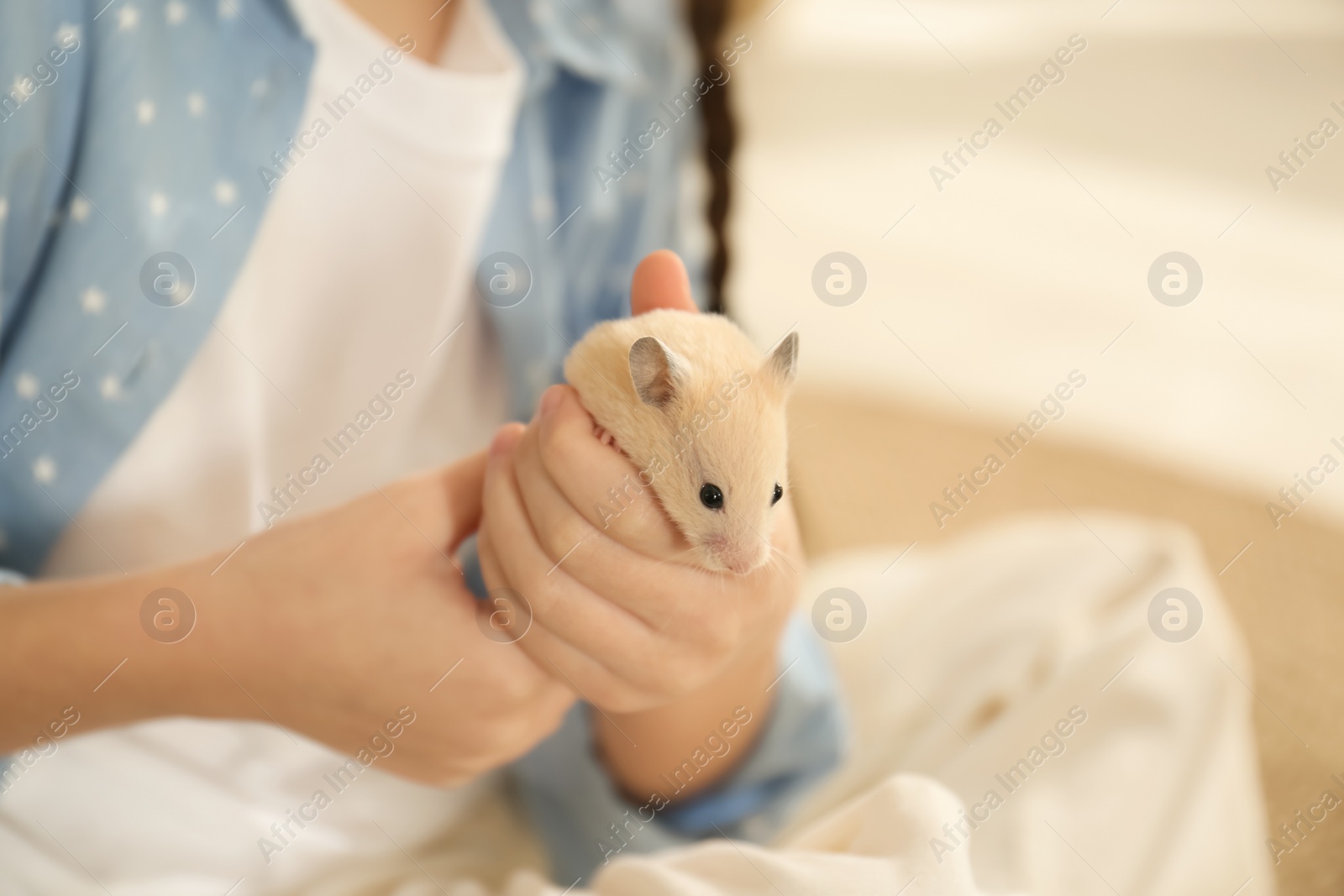 Photo of Little girl holding cute hamster at home, closeup