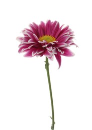 Beautiful blooming chrysanthemum flower isolated on white