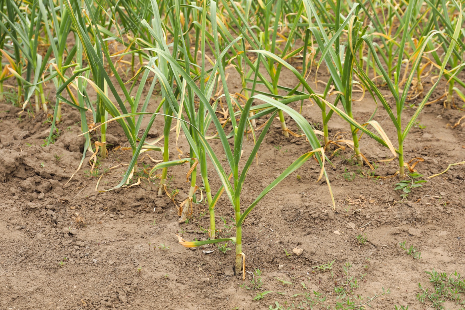 Photo of Green garlic sprouts growing in field