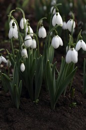 Beautiful white blooming snowdrops growing outdoors. Spring flowers