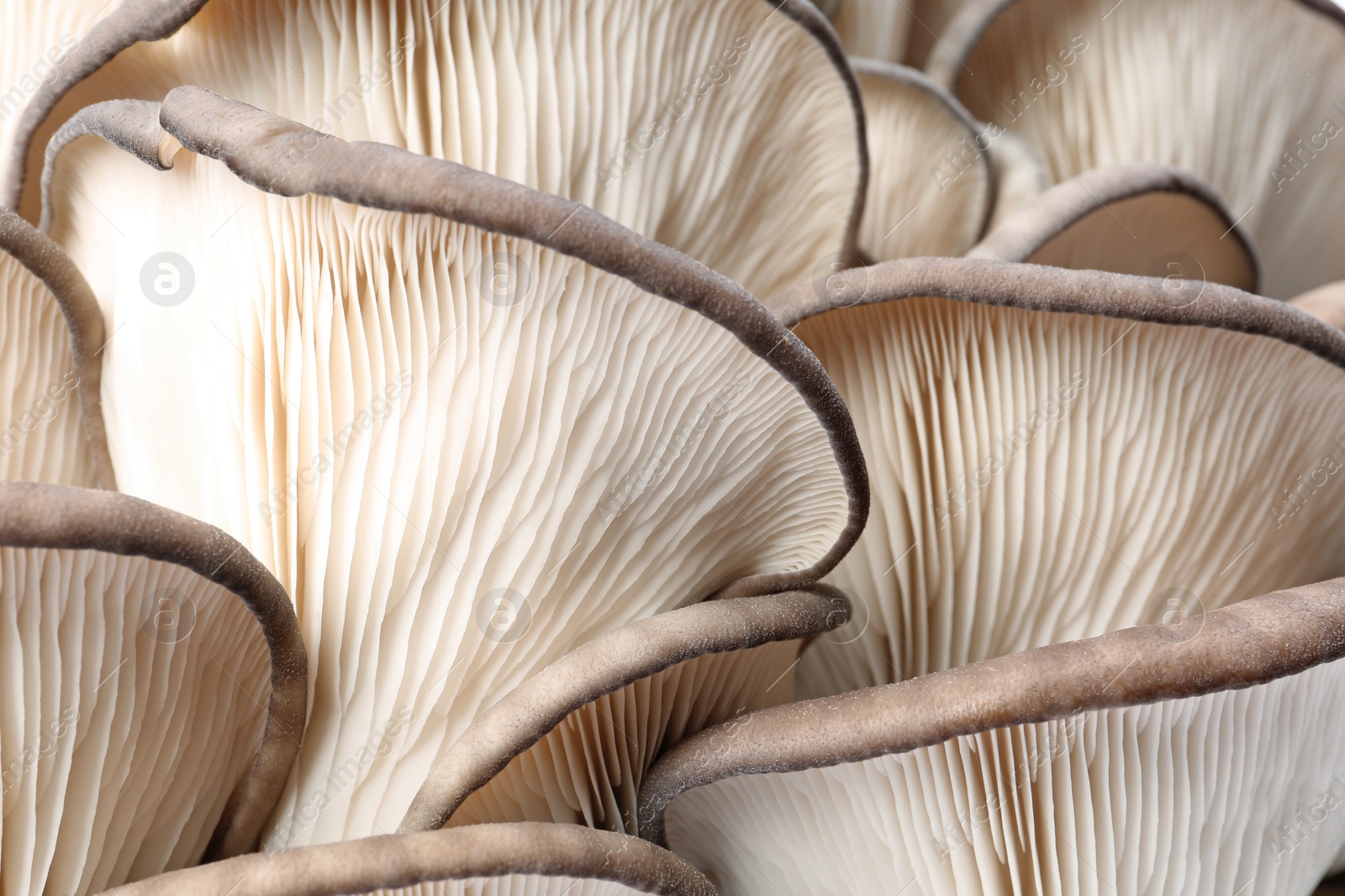 Photo of Delicious organic oyster mushrooms as background, closeup