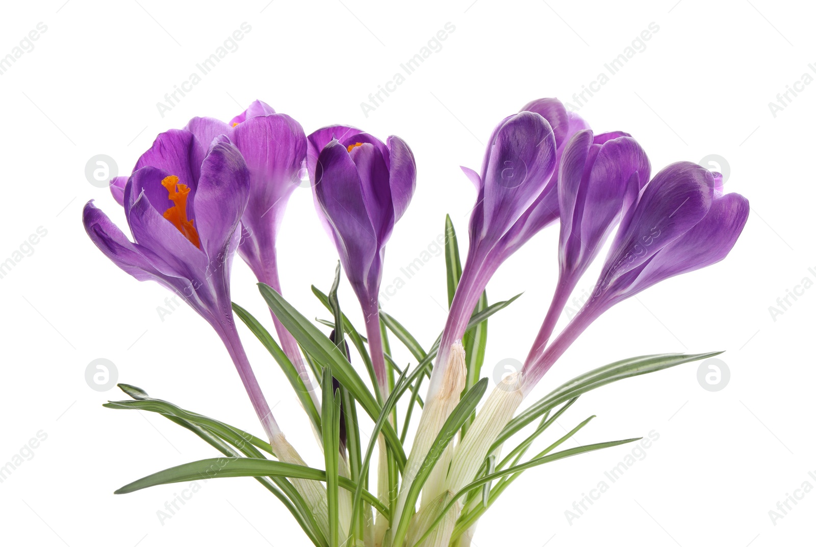 Photo of Beautiful purple crocus flowers on white background