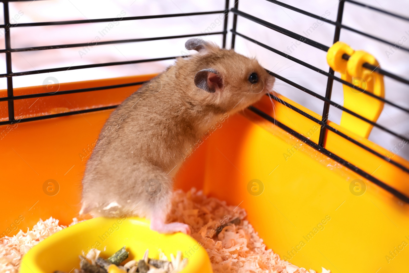 Photo of Cute little fluffy hamster playing in cage