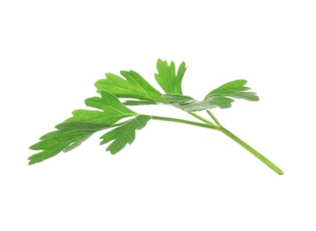 Leaves of fresh tasty parsley on white background