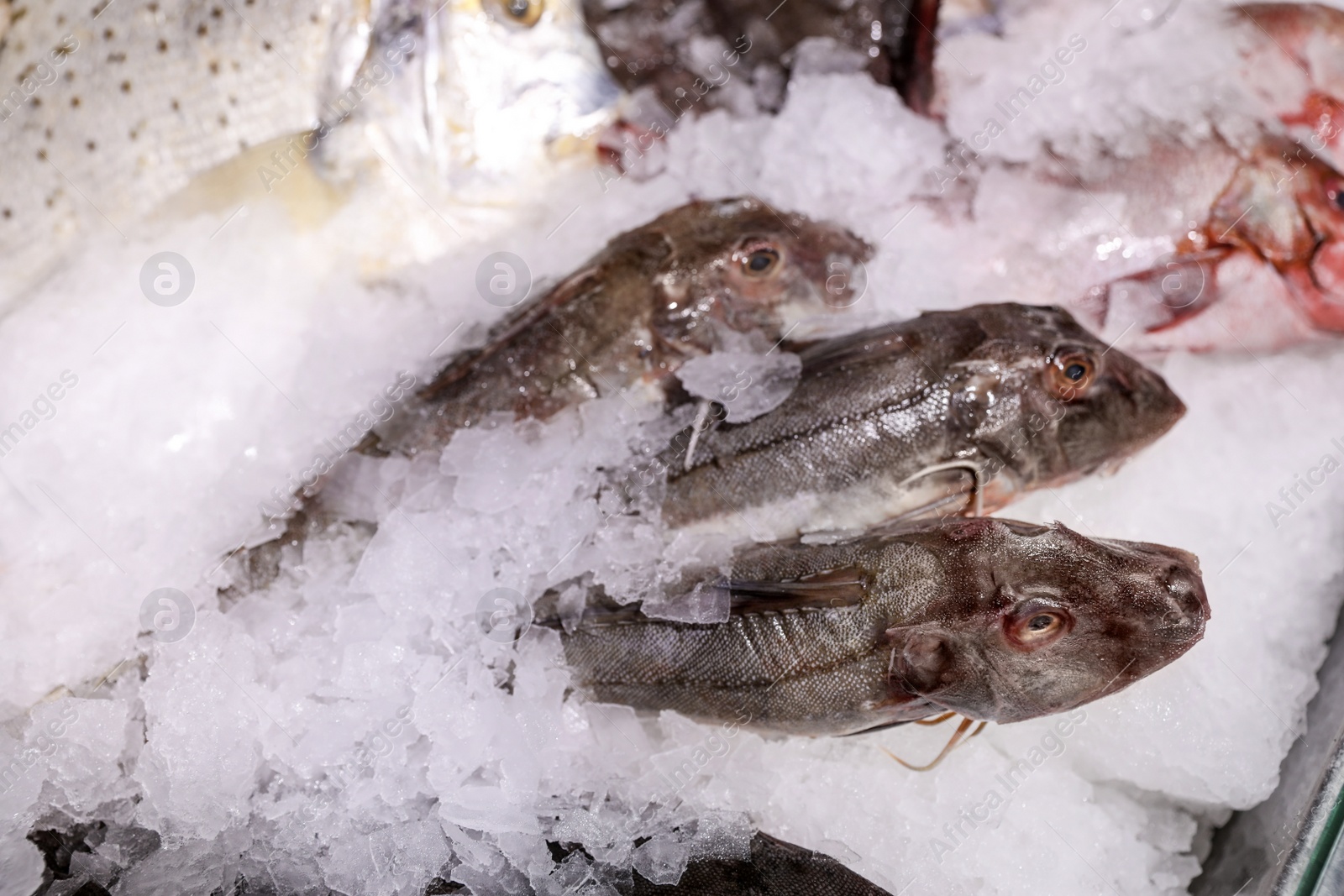 Photo of Fresh raw fish with ice in supermarket, above view