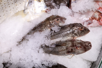 Fresh raw fish with ice in supermarket, above view