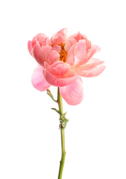 Beautiful blooming pink peony isolated on white