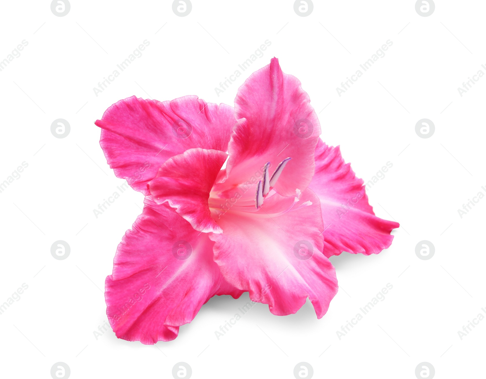 Photo of Beautiful gladiolus flower on white background