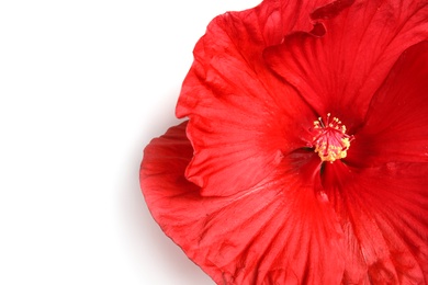 Photo of Beautiful red hibiscus flower on white background, closeup