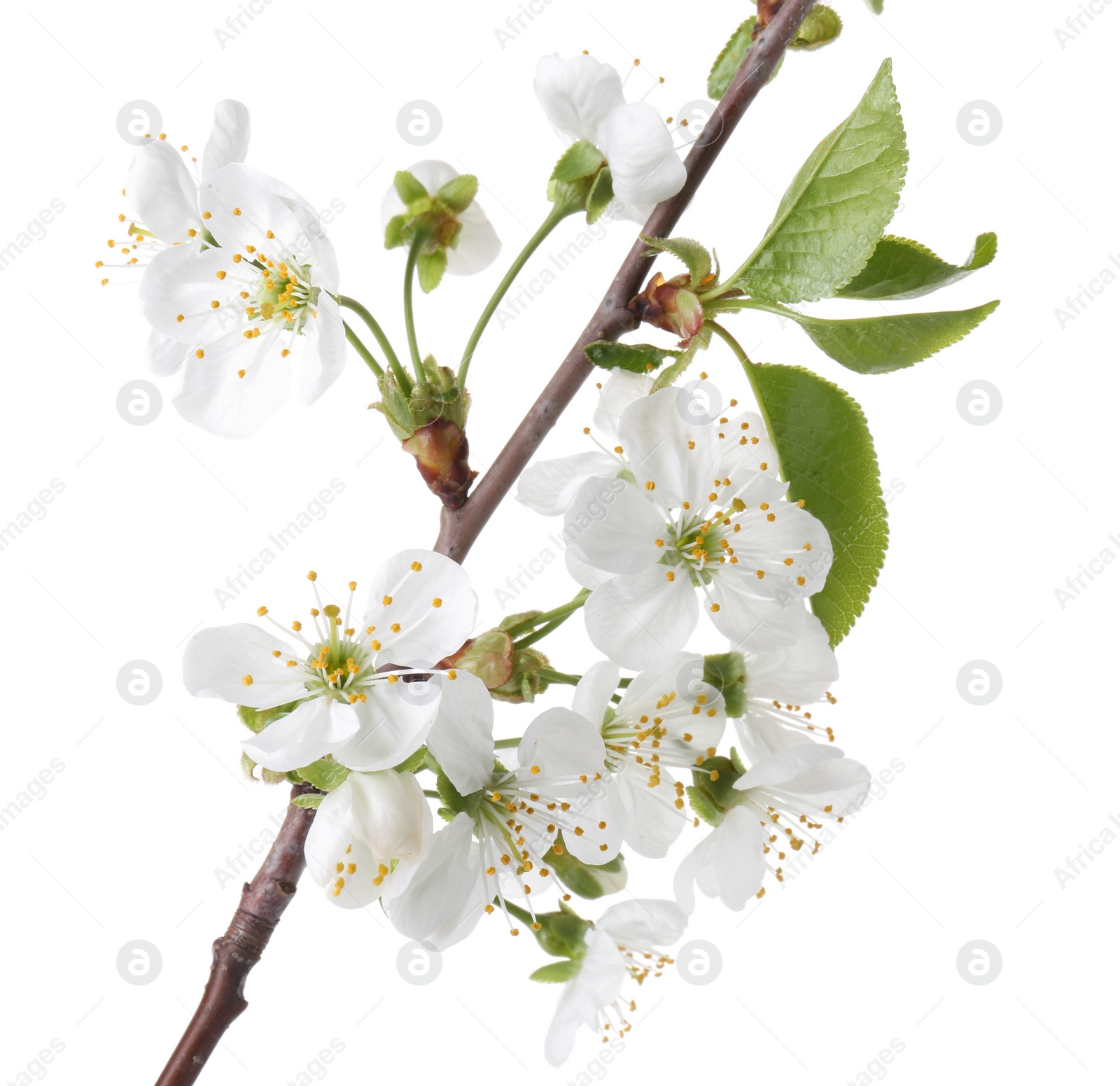 Photo of Spring branch with beautiful blossoms and leaves isolated on white