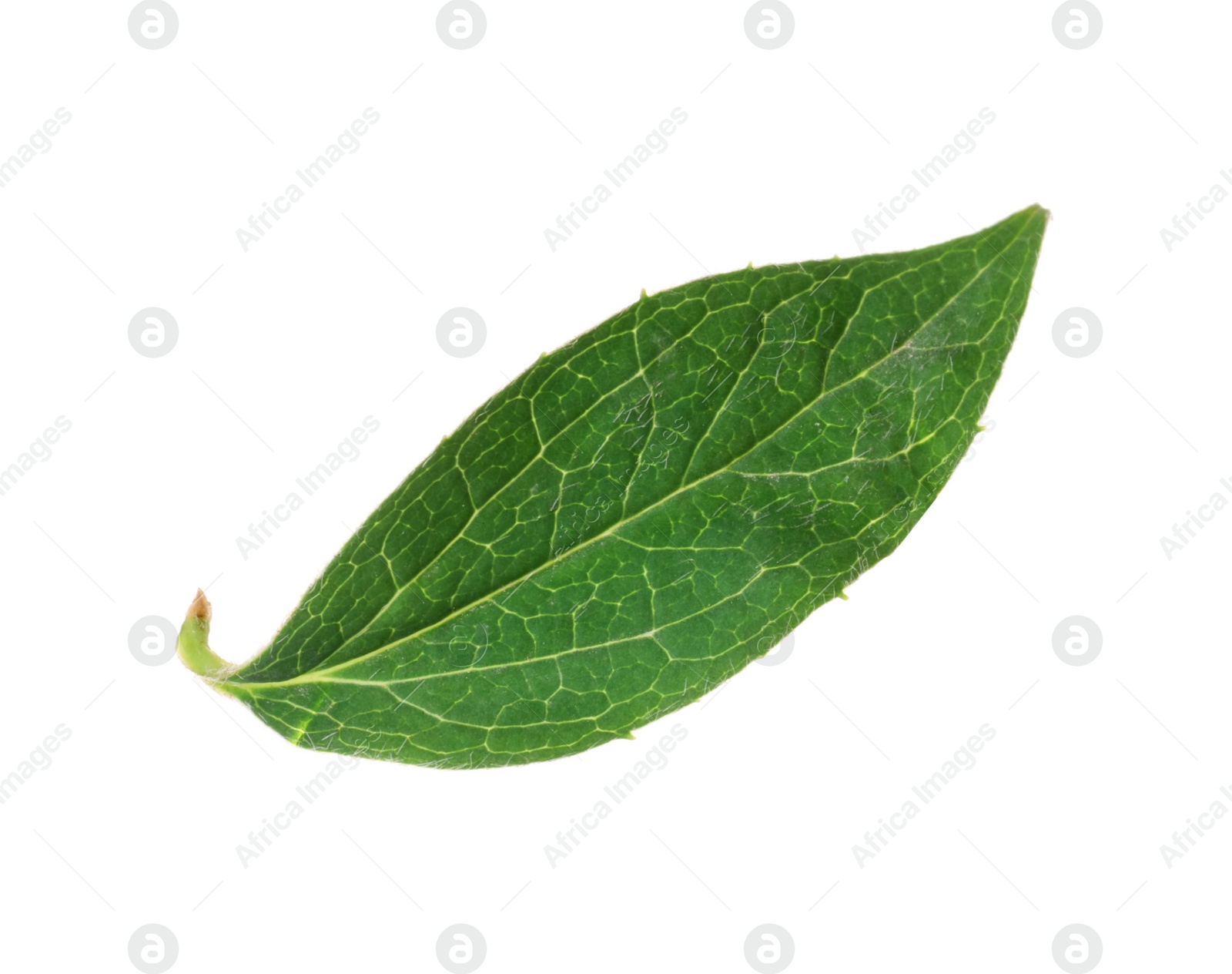 Photo of Fresh green jasmine leaf isolated on white