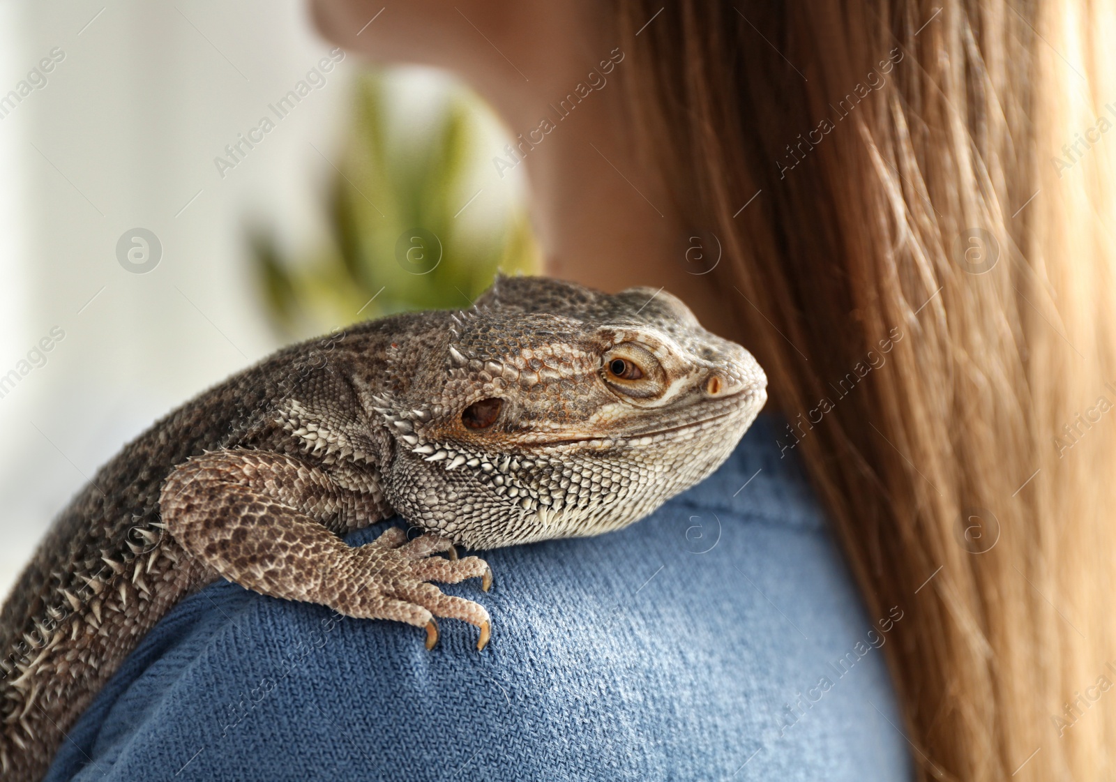 Photo of Young woman with bearded lizard at home, closeup. Exotic pet