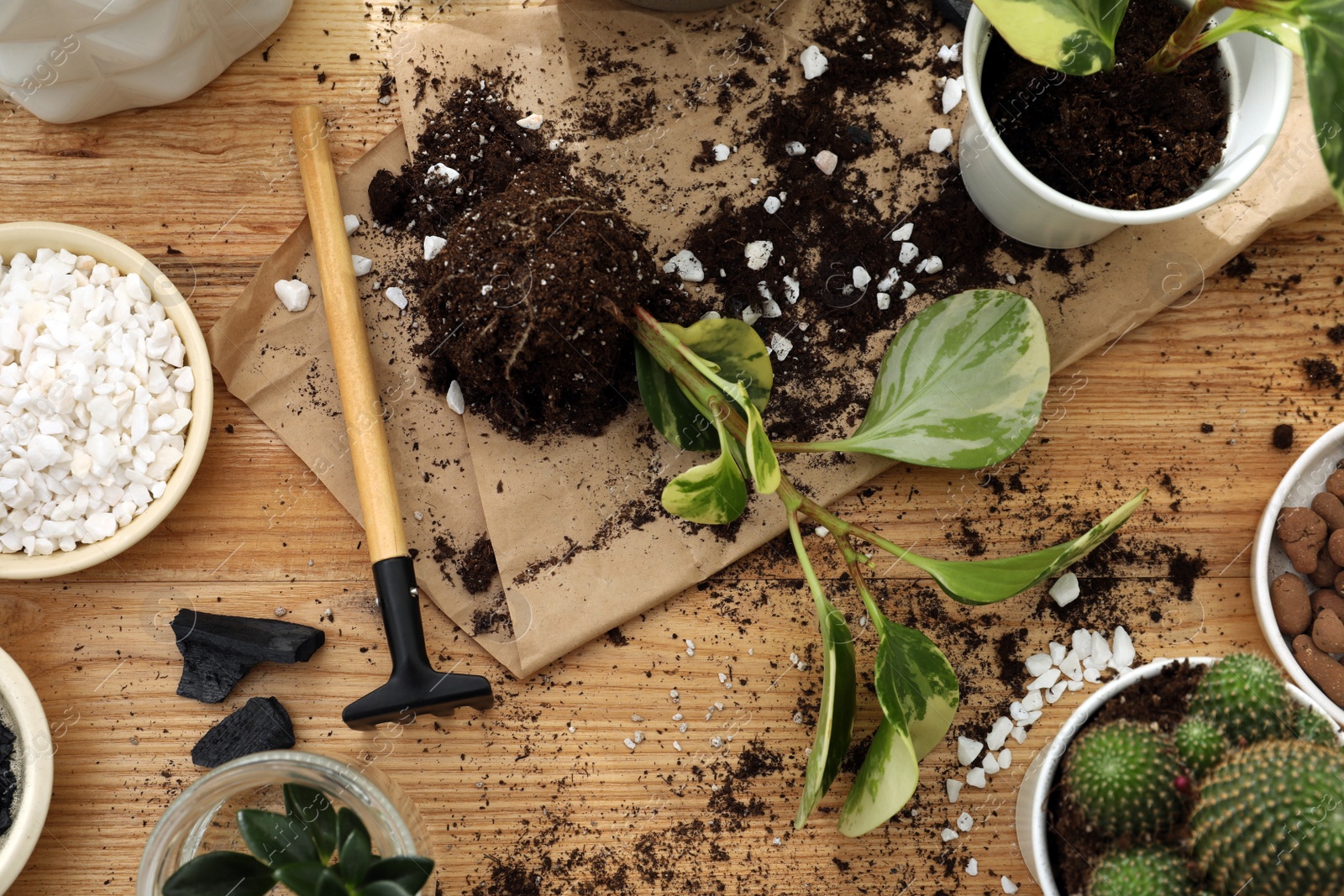 Photo of Houseplants and gardening tools on wooden table, flat lay