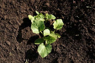Photo of Cucumber seedlings growing in field on sunny day, top view