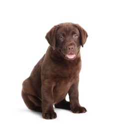 Photo of Cute chocolate Labrador Retriever puppy on white background