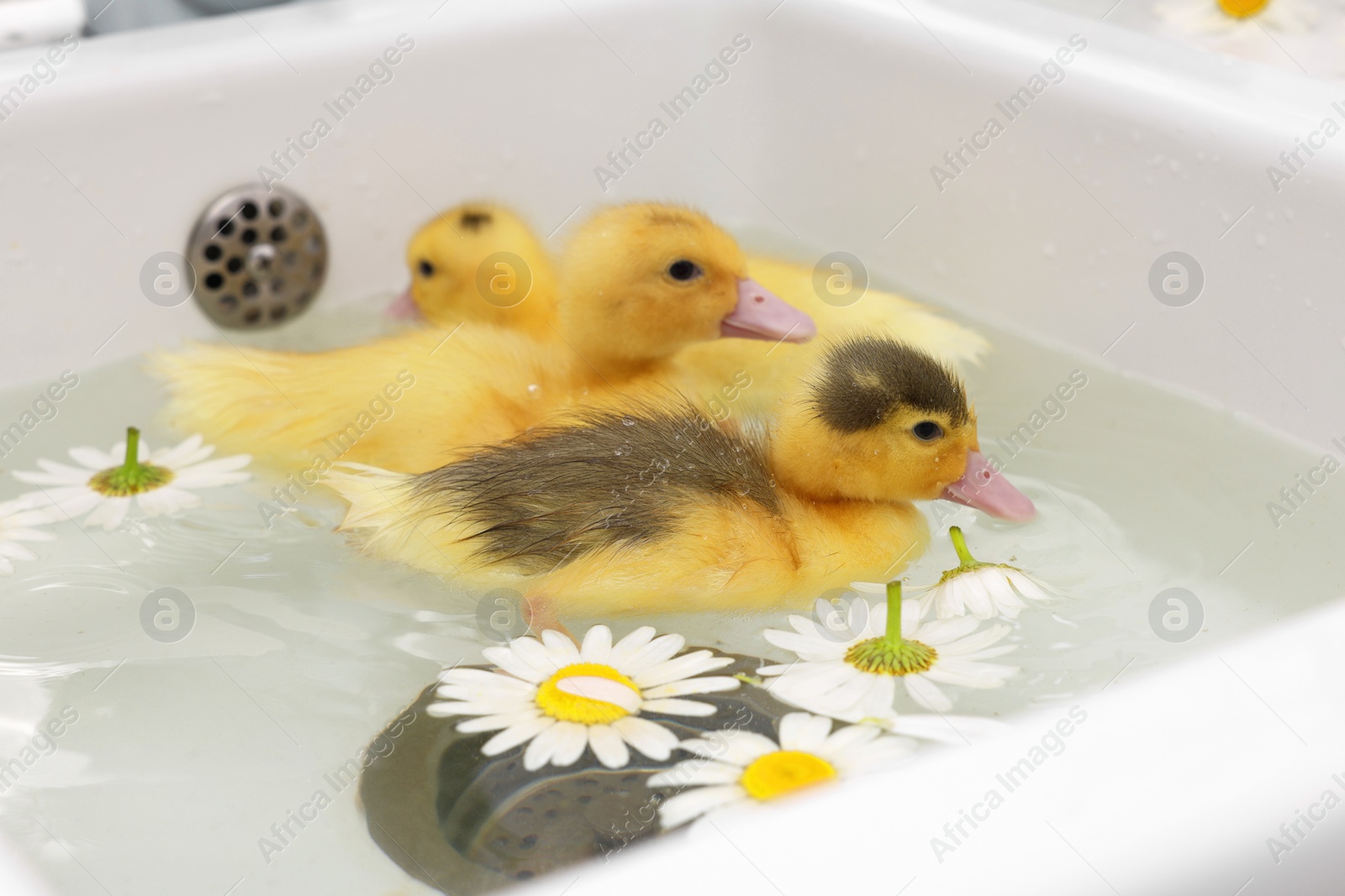 Photo of Cute fluffy ducklings swimming in sink with chamomiles indoors. Baby animals