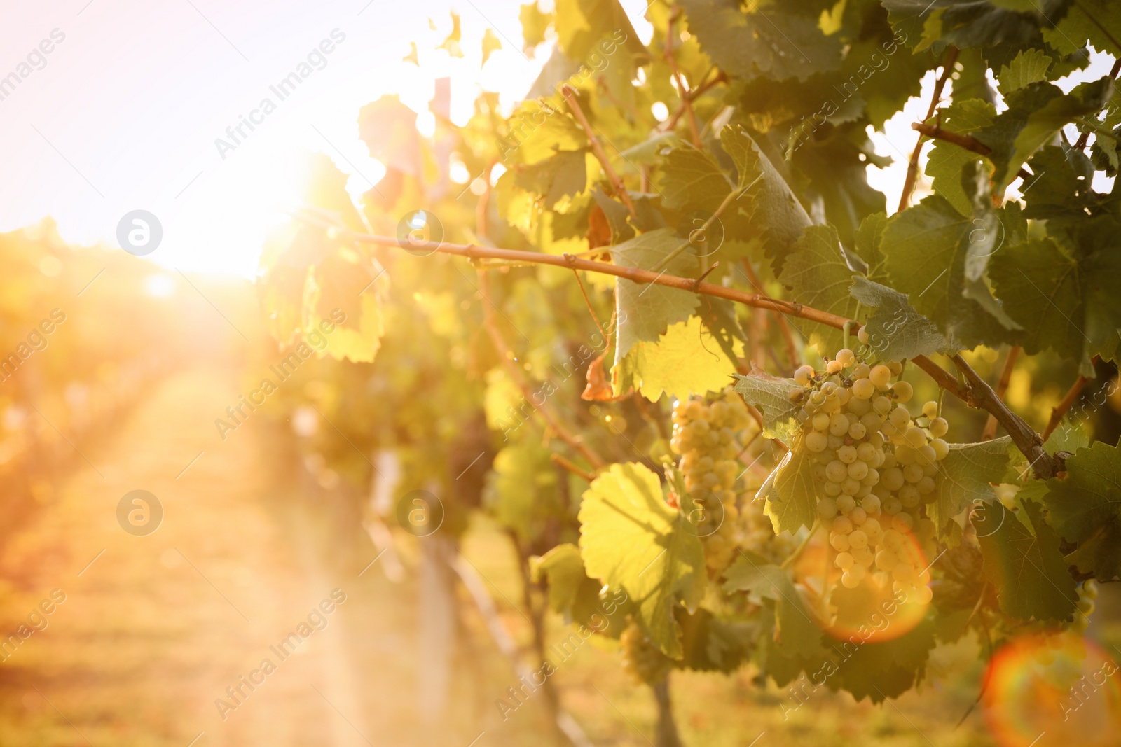 Photo of Delicious ripe grapes in vineyard. Harvest season