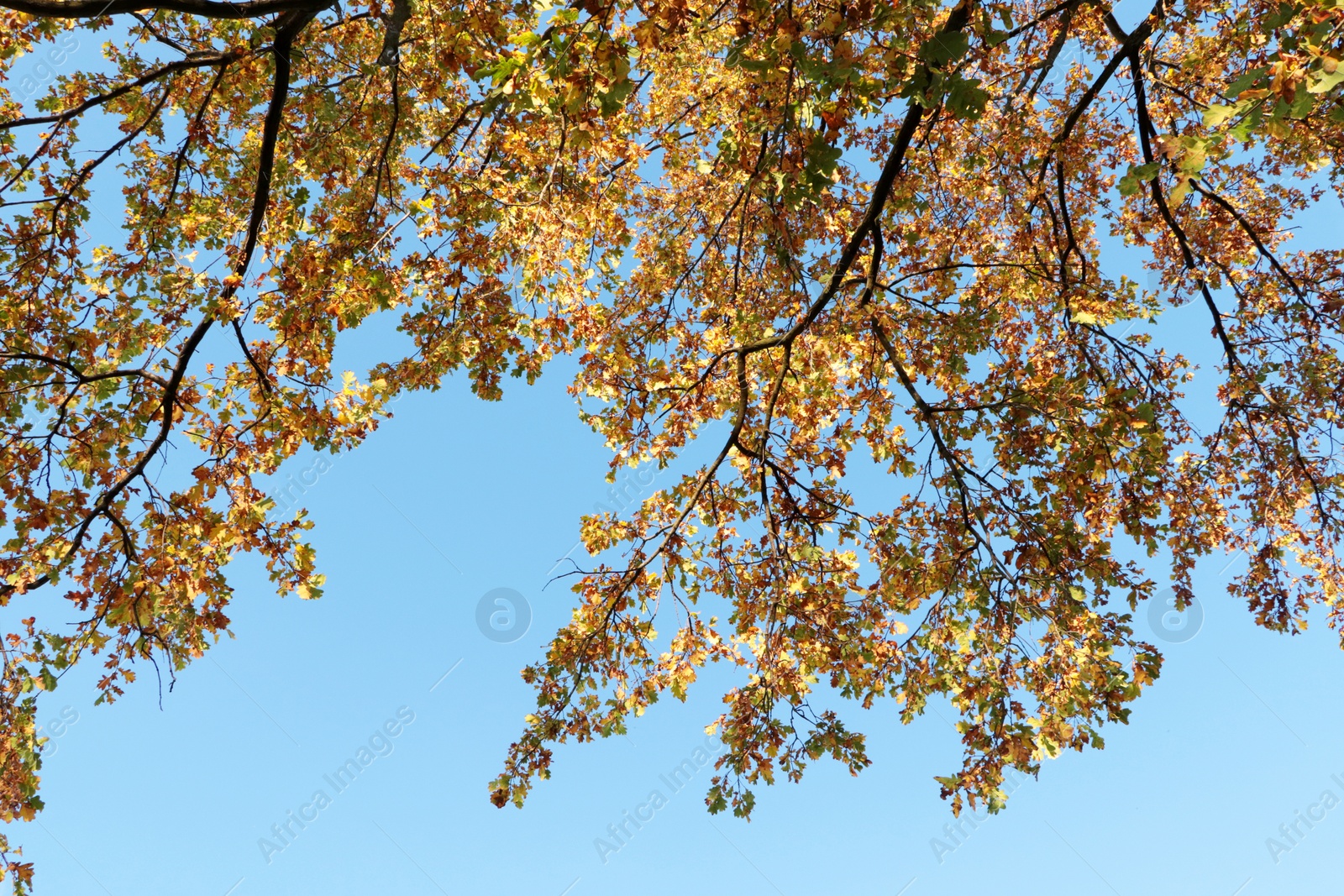 Photo of Beautiful tree with bright leaves against sky on autumn day, low angle view