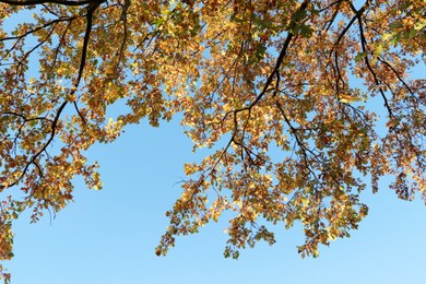 Beautiful tree with bright leaves against sky on autumn day, low angle view