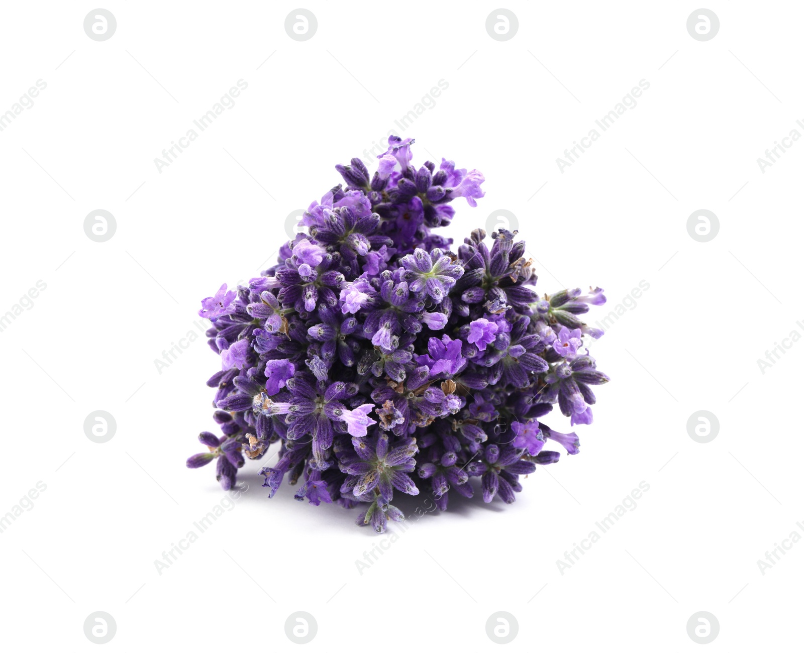 Photo of Beautiful blooming lavender flowers on white background